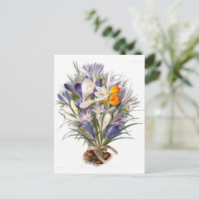 Cartão Postal Crocus Primavera Fllower Arte Botânica (Em pé/Frente)