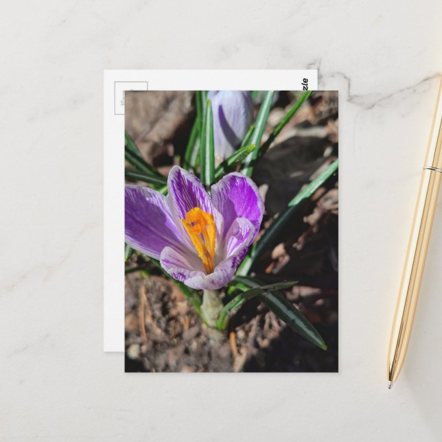 Cartão Postal Crocus Roxo Primeira Flor de 2026 (Frente/Verso In Situ)