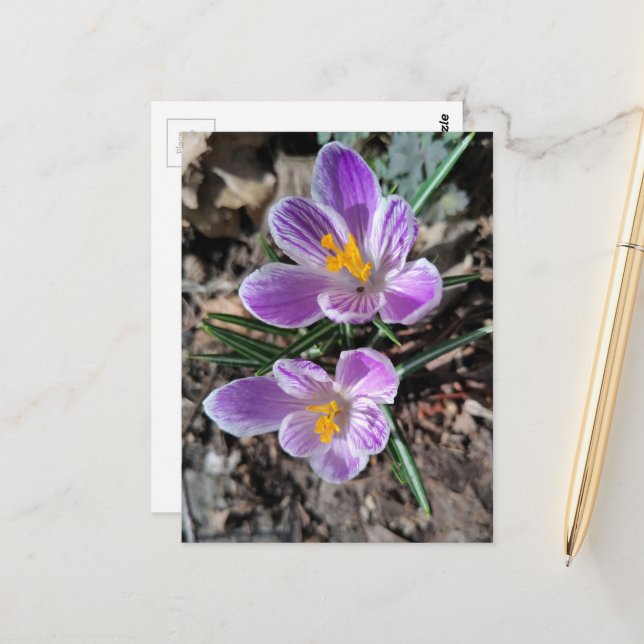 Cartão Postal Crocus Roxo Primeiras Flores da Primavera 2026 (Frente/Verso In Situ)
