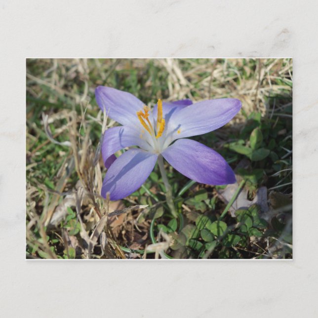 Cartão Postal Crocus Singular (Frente)