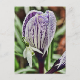 Cartão Postal Crocus Snowdrop e gotículas de água