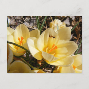Cartão Postal Crocus w/ant