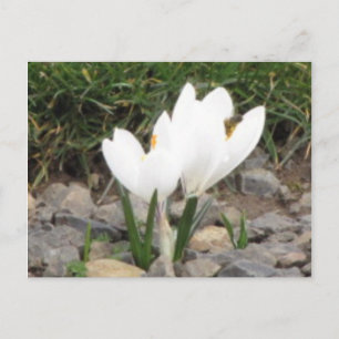 Cartão Postal Crocuses e Cartão-postal da Abelha