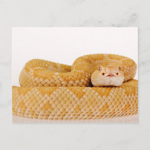 Cartão Postal Crótalo albino do oeste (Crotalus A
