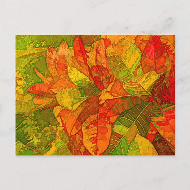 Cartão Postal Croton Variegatum (Frente)