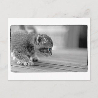 Cartão Postal Crouching Kitten