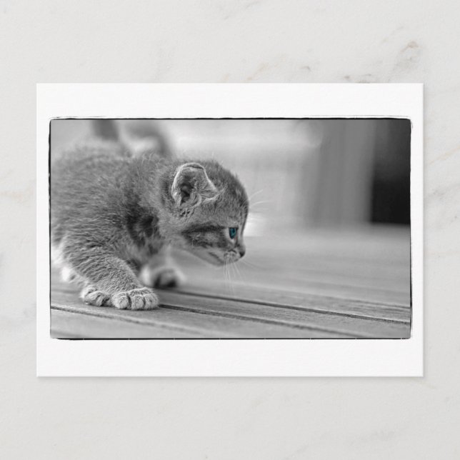 Cartão Postal Crouching Kitten (Frente)