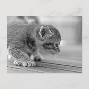 Cartão Postal Crouching Kitten