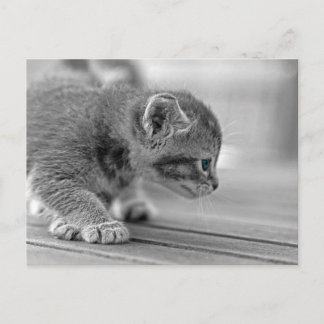 Cartão Postal Crouching Kitten