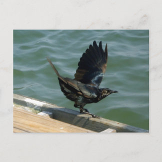 Cartão Postal Crow Personalizável