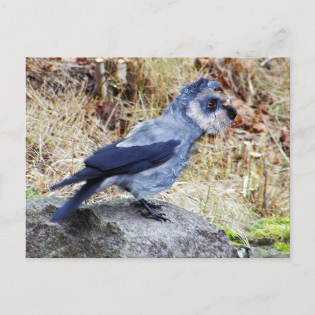 Cartão Postal Crowschnauzer (Frente)