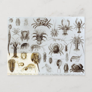 Cartão Postal Crustáceos e Arachnida