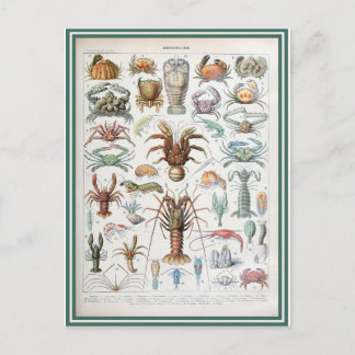 Cartão Postal Crustatos-do-dicionário de ilustração
