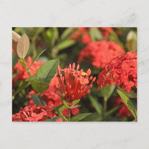 Cartão Postal Cruz de Marta