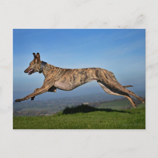 Cartão Postal Cruzamento de Lurcher Greyhound com Fenda (Frente)