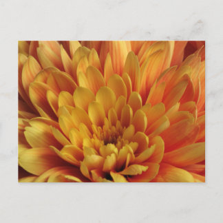 Cartão Postal Crysanthemum Amarelo