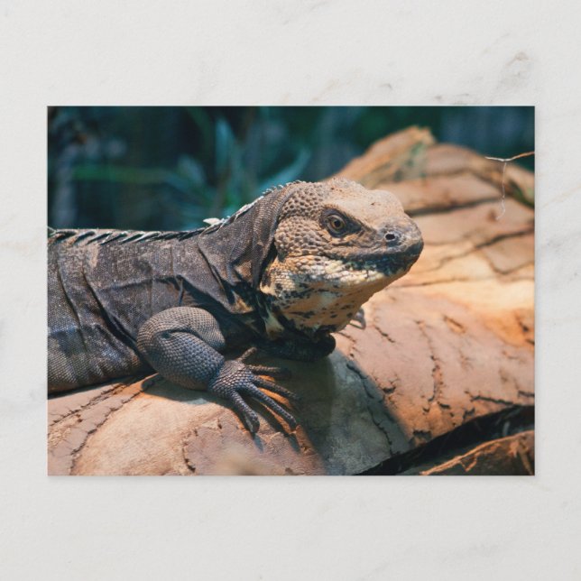 Cartão Postal Ctenosaura melanosterna (Frente)
