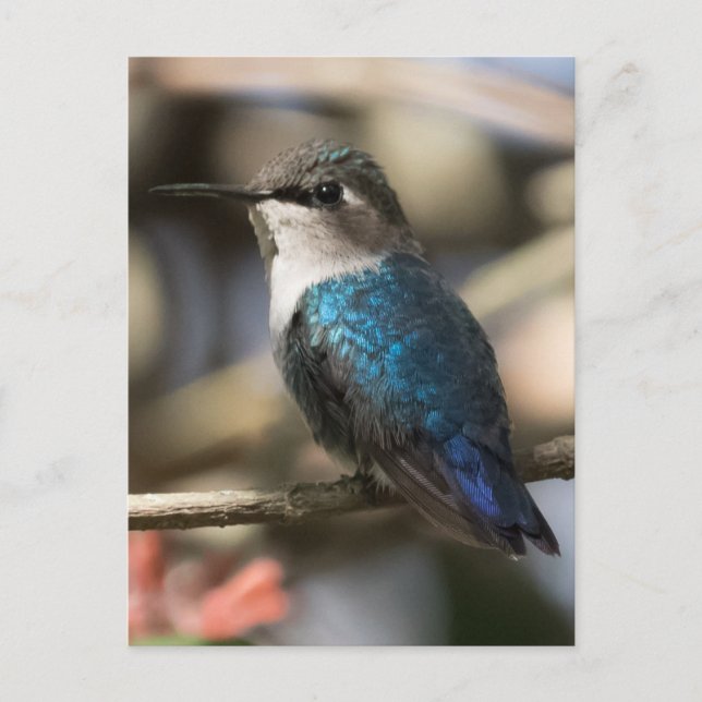 Cartão Postal Cuban Bee Hummingbird (Frente)