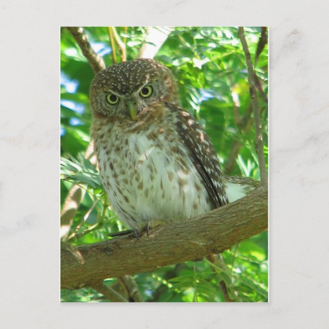 Cartão Postal Cubana Pygmy-owl (Frente)