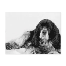 Cubo Cocker Spaniel