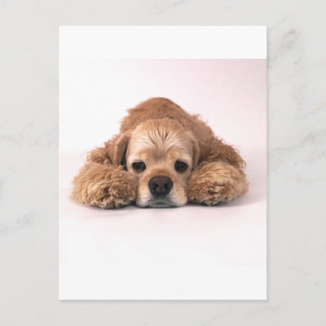 Cartão Postal Cubo Cocker Spaniel (Frente)