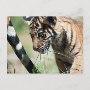 Cartão Postal Cubo de Tigre
