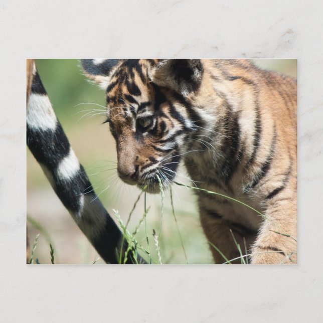Cartão Postal Cubo de Tigre (Frente)