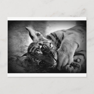 Cartão Postal Cubo de Tigre