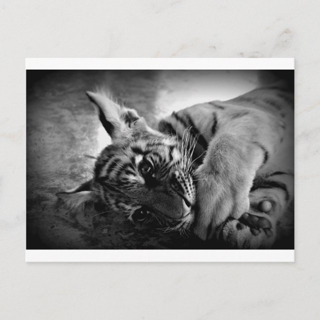 Cartão Postal Cubo de Tigre (Frente)