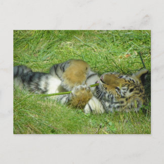 Cartão Postal Cubo de Tigre Brincando com um Stick
