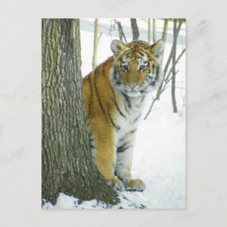 Cartão Postal Cubo De Tigre Em Neve, Perto Da Árvore
