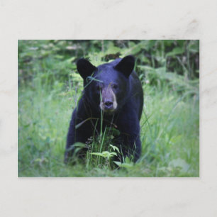 Cartão Postal Cubo De Urso Negro Bonito Correndo Em Grama Verde