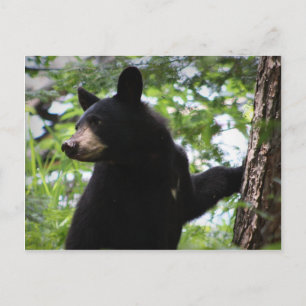 Cartão Postal Cubo De Urso Negro Cugado Subindo Na Árvore Na Flo