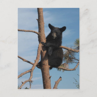 Cartão Postal Cubo De Urso Numa Árvore
