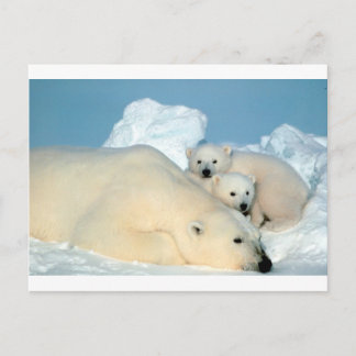 Cartão Postal Cubo de urso polar 1