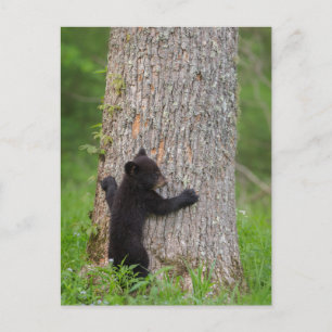 Cartão Postal Cubo do Urso Negro Montanhas do Enfumaçado Excel
