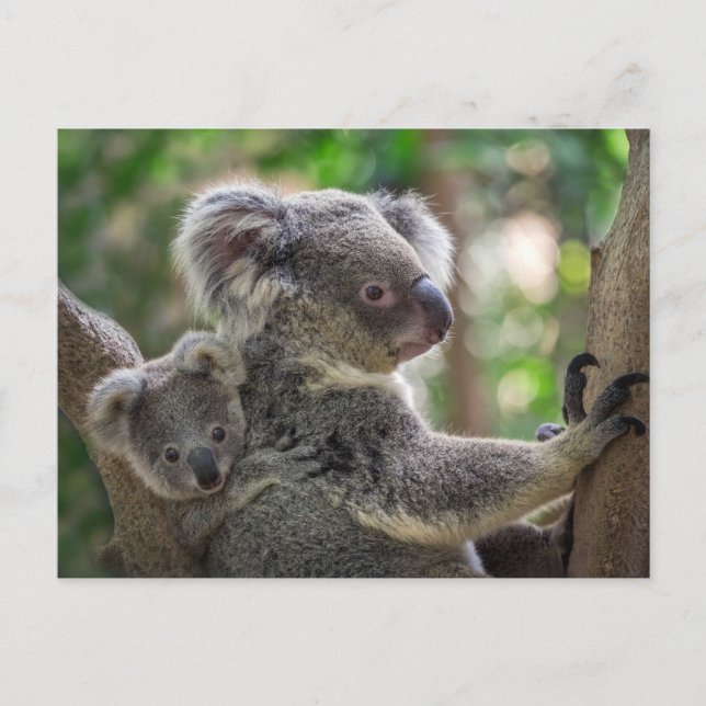 Cartão Postal Cubo Koala Bear e Cub - Animal australiano (Frente)