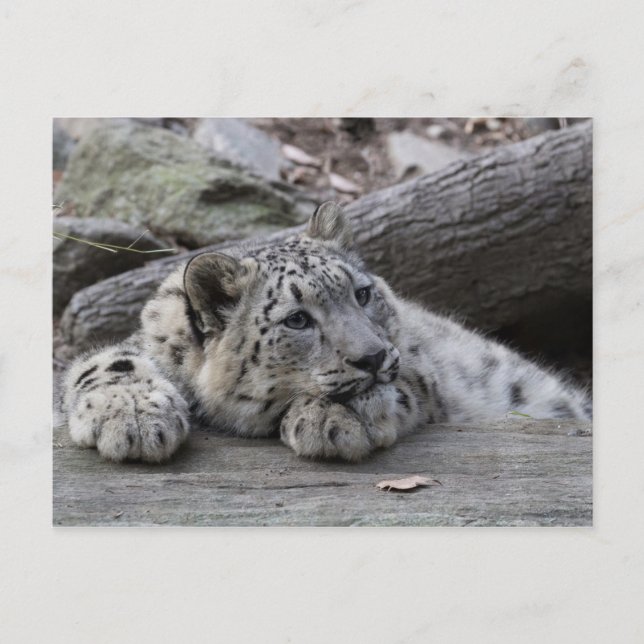 Cartão Postal Cubo-Leopardo-da-Neve Bordada (Frente)