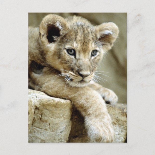 Cartão Postal Cubo Lion Cubo (Frente)
