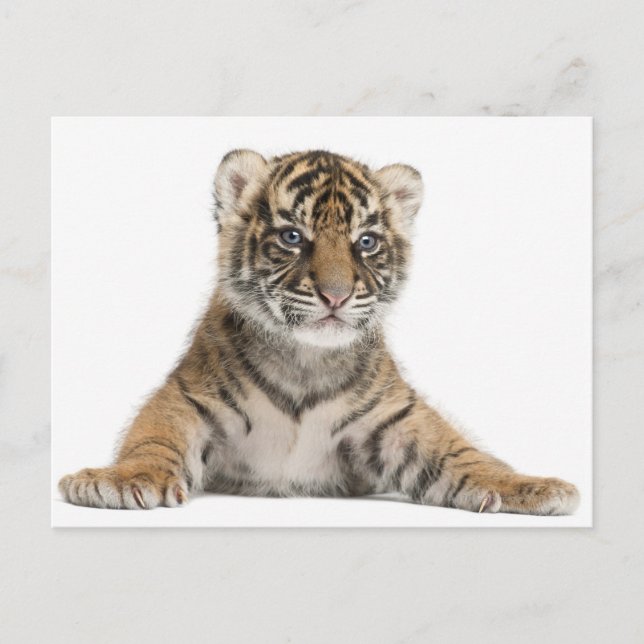 Cartão Postal Cubo Sumatran Tiger (Frente)