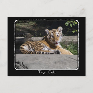Cartão Postal Cubo Tiger nas Rochas com borda