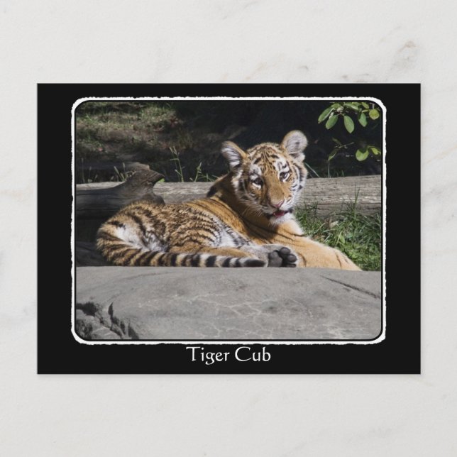 Cartão Postal Cubo Tiger nas Rochas com borda (Frente)