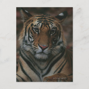 Cartão Postal Cubo Tigre