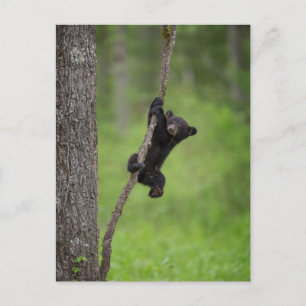 Cartão Postal Cubo Urso Negro tocando no Limbo Árvore