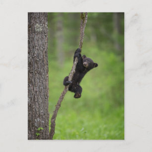 Cartão Postal Cubo Urso Negro tocando no Limbo Árvore