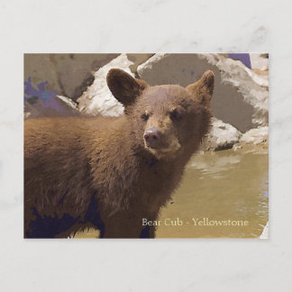 Cartão Postal Cubo Urso, Yellowstone