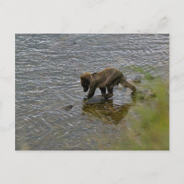 Cartão Postal Cubos de urso grizzly (Frente)