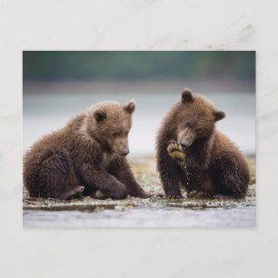 Cartão Postal Cubs Brown Bear por Fluxo