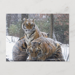 Cartão Postal Cuddle Inverno Tigre