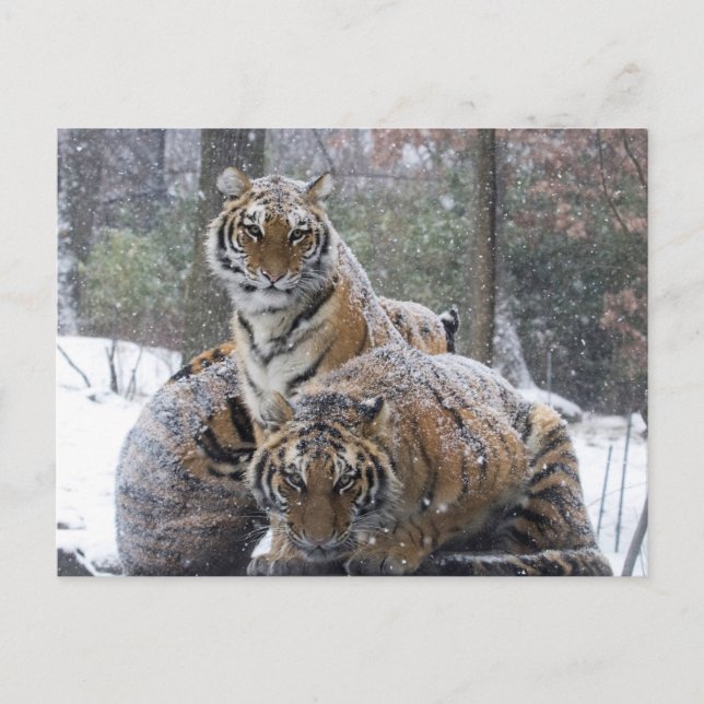 Cartão Postal Cuddle Inverno Tigre (Frente)